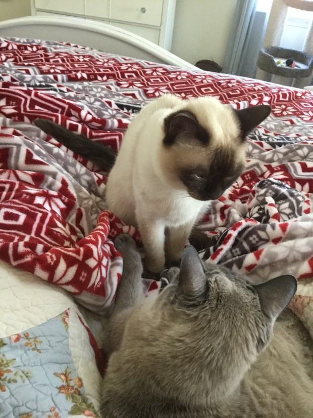 02689F32-4617-4003-9FC0-1F8AD1433120