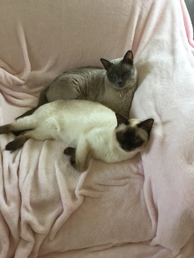 859A013C-D927-4D30-93D4-DFBF6AF1664A