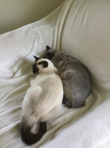 1D26C070-7F9D-47F5-B178-38A9D59B171B