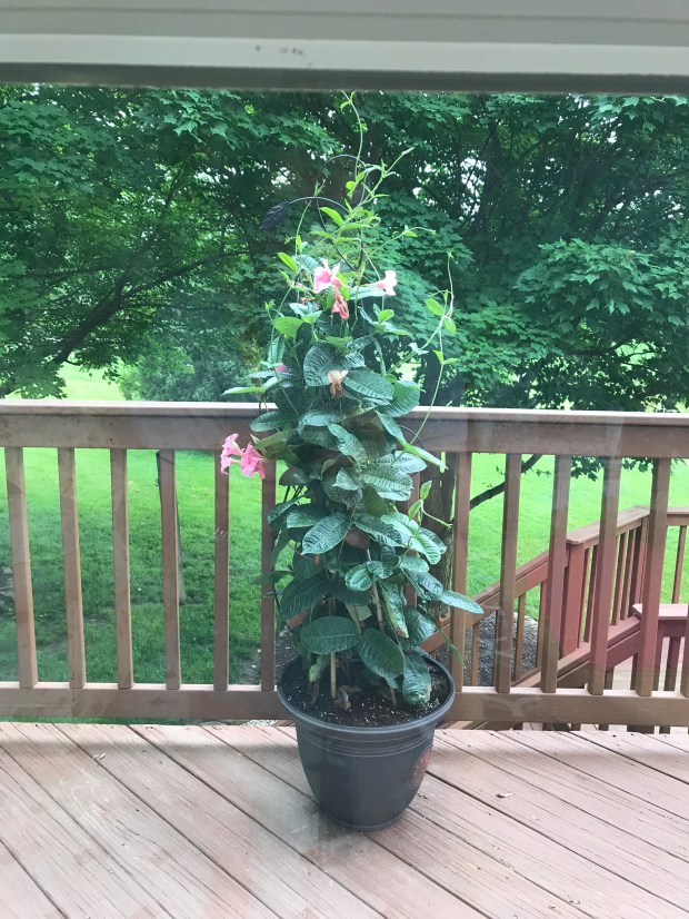 86C9F700-798B-4485-A5C7-7A28D6BA2221