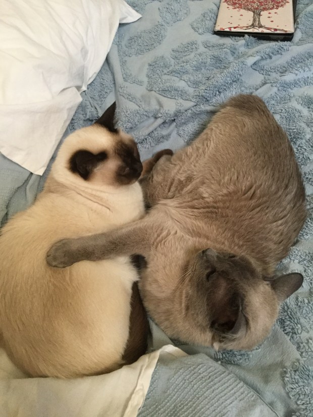 478B8D30-D6A2-45B1-A303-7506741FBDDF