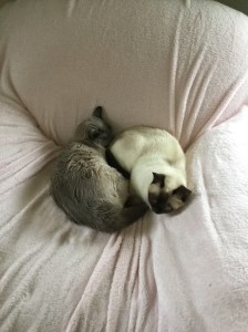 C5CCD447-1F69-4300-9CFA-FA5149748FB5